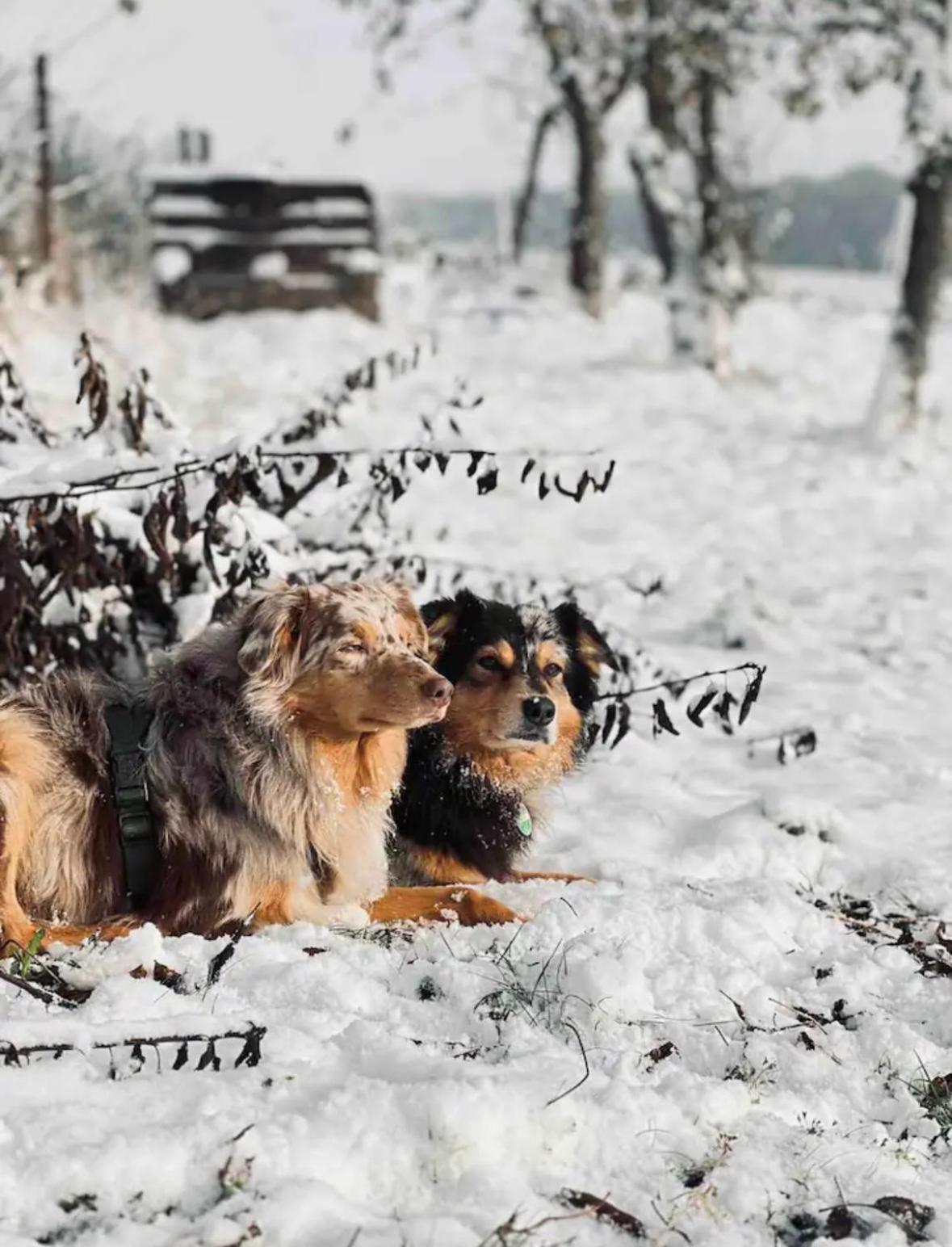 Villaharmony Wartet Auf Familien Mit Hund! Lommatzsch Extérieur photo